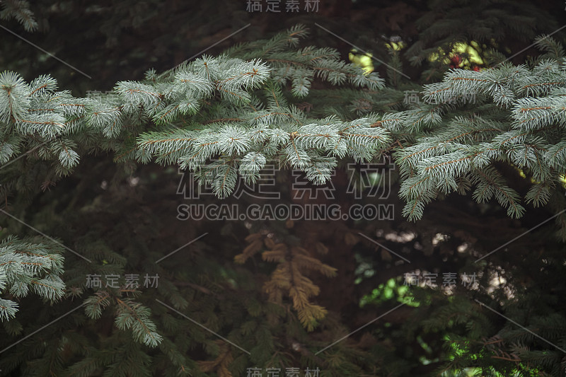 圣诞树