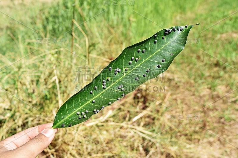 芒果叶上的黑色肿块