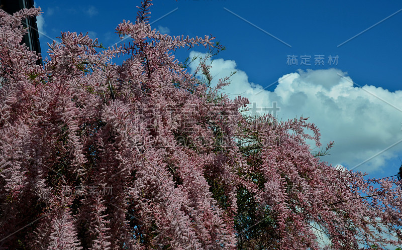 园丁们在城市里种植植物，用一些精致的东西迅速填充空间。这种柔软来自于新鲜的绿色的针状小叶子。