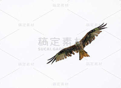红色的风筝