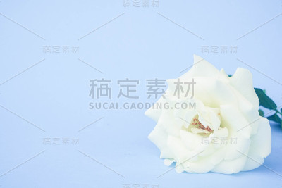 白玫瑰滤镜效果复古复古风格