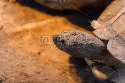 大乌龟