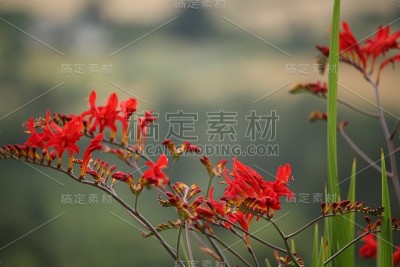 Crocosmia