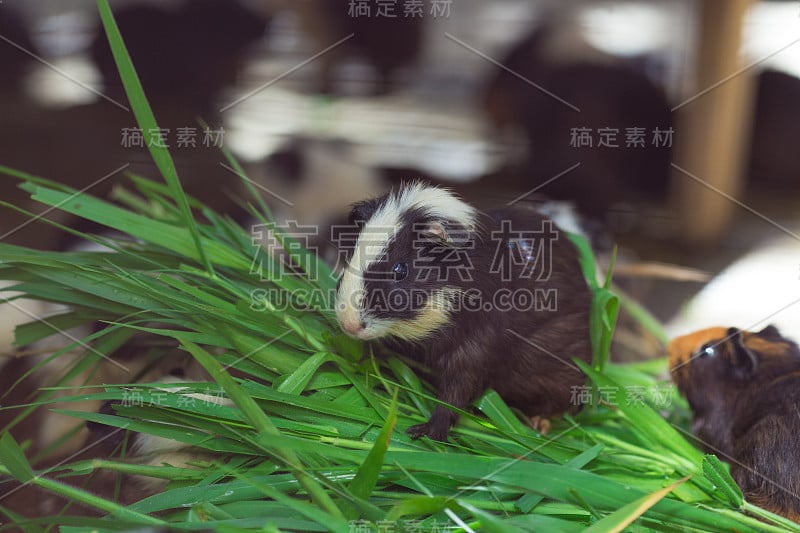 可爱的天竺鼠黑白相间，吃着青草。