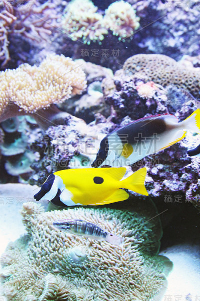 Aqurium