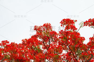 凤凰树上的孔雀花