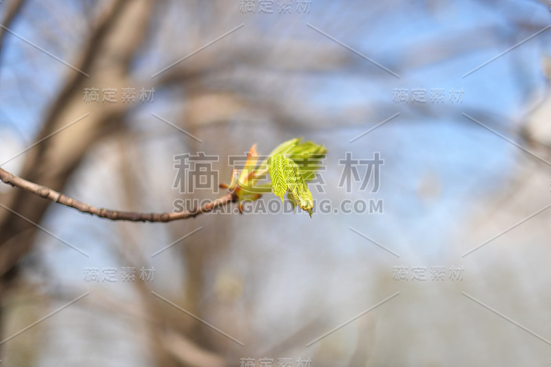 在春天阳光朦胧的背景上，把第一个花蕾散在树枝上