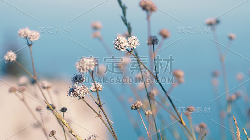 草，花，草在模糊的背景海和山