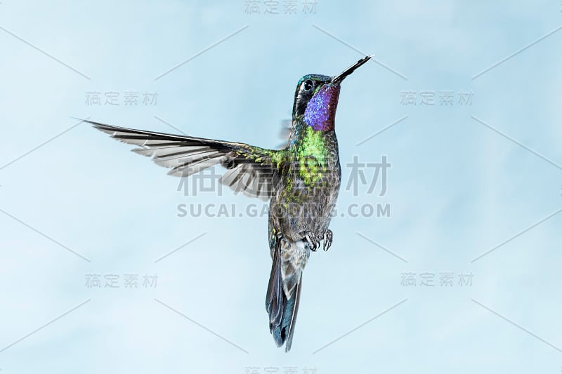 Purple-throated Mountain-gem男性