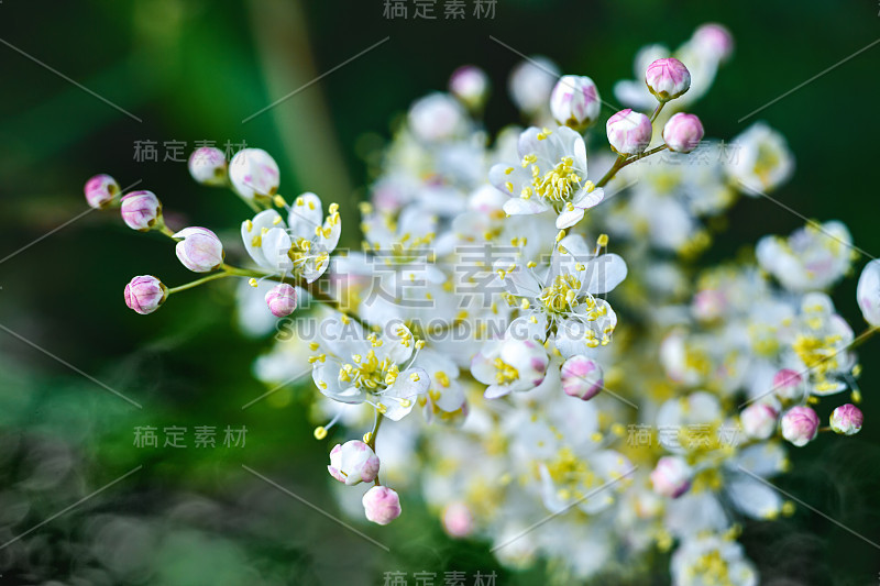 白色的花