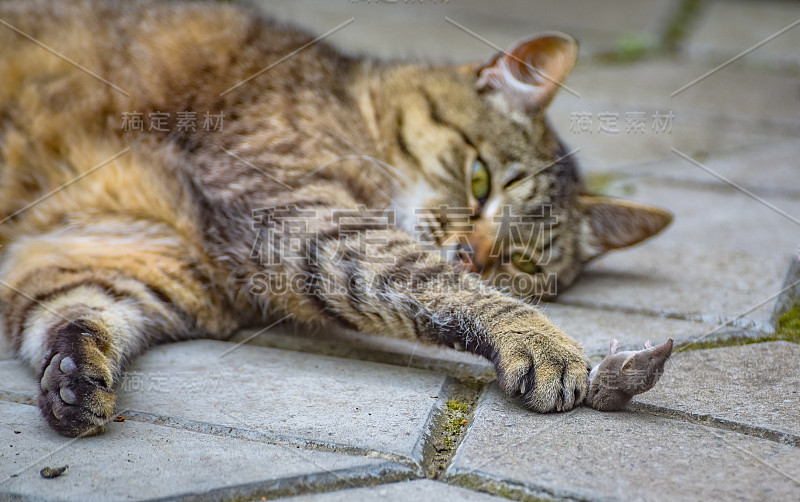 家猫和老鼠一起玩猎物