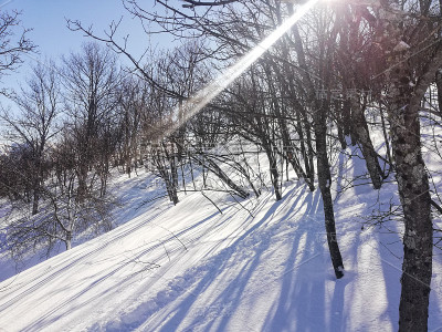 树和蓝色的影子在雪地里