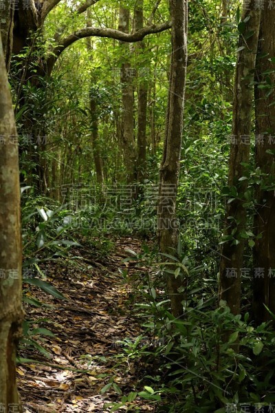 非洲，印度洋，Chamarel Mauritius的乌木森林