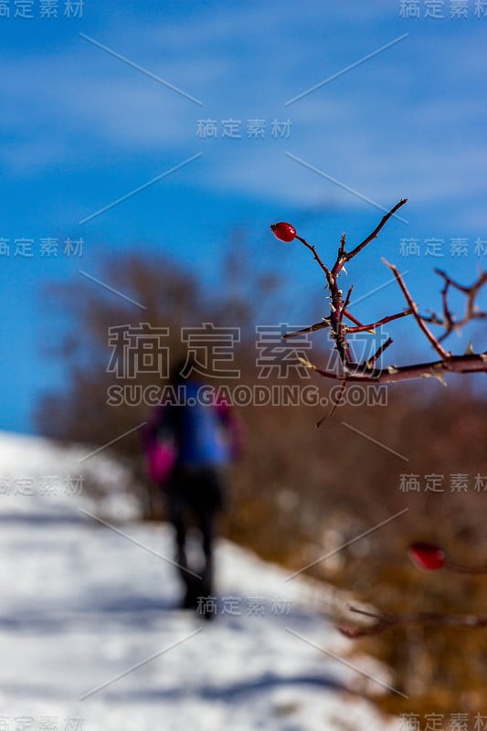 跟踪路线从Rozino村到小屋Eho和Yumryk峰和Vezhen峰Stara planina(巴尔