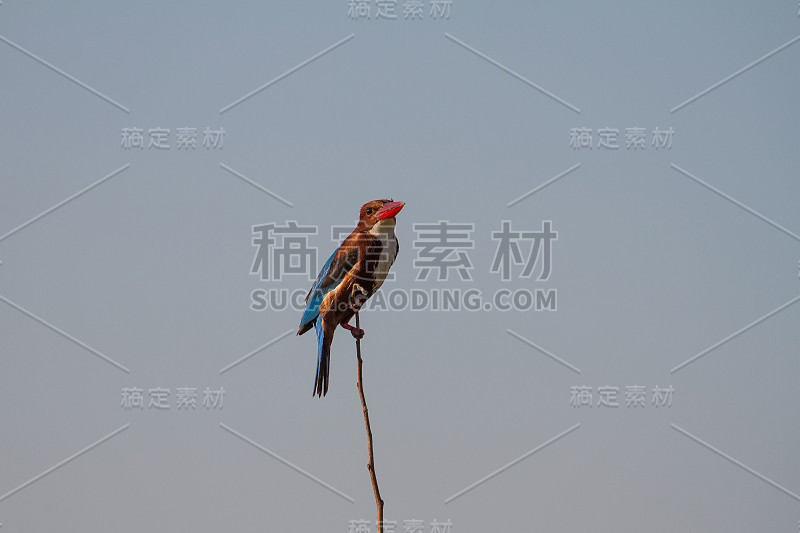 美丽的白喉翠鸟栖息在树枝上