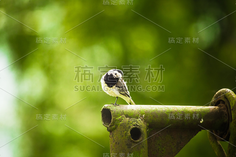 春天里美丽的白尾辫。一只鸟坐在后院。