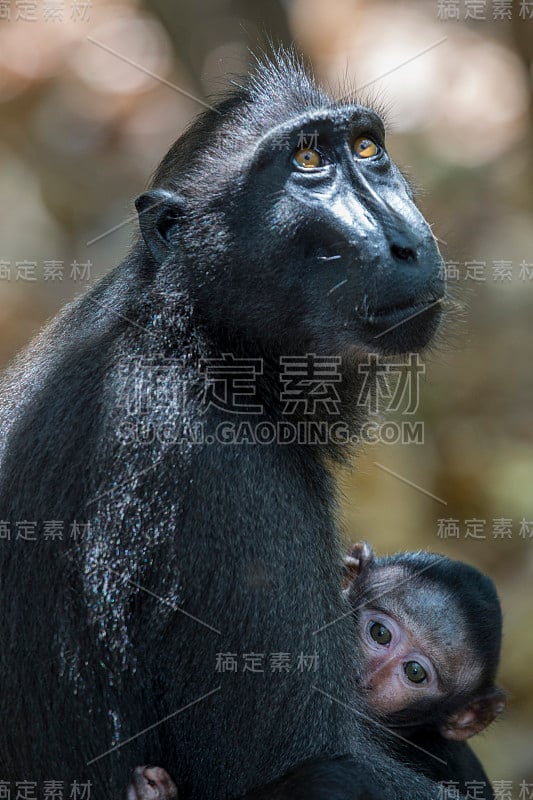 黑冠猕猴的母亲和婴儿