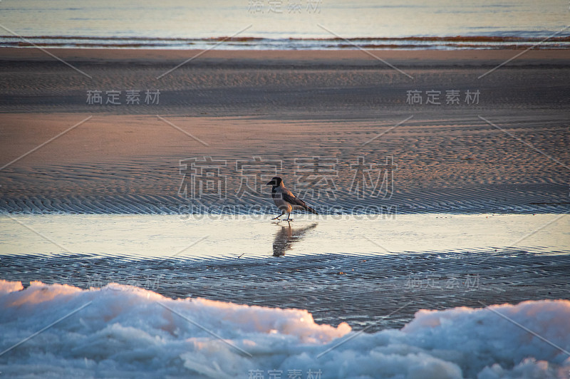 戴头巾的乌鸦在日落时走在波罗的海冰冻的海滩上