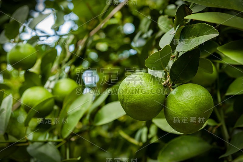 用选择性聚焦技术在农场树上悬挂新鲜青石灰