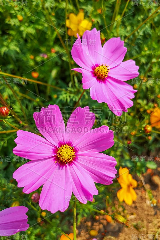 紫色是花园里的一朵宇宙花