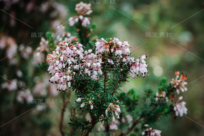 迷迭香粉色花朵