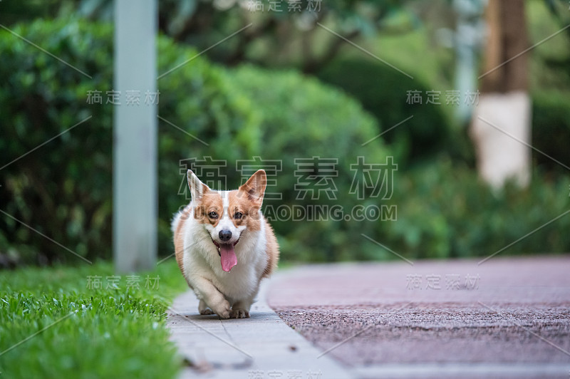 柯基狗在公园里玩耍