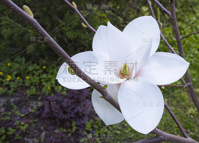 白玉兰粉红色开花树大华丽的花近距离在植物园在哈尔科夫，乌克兰。自然的奇迹。