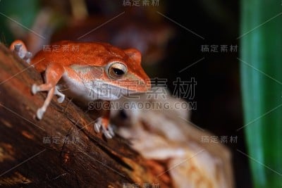 水族箱中常见的树蛙