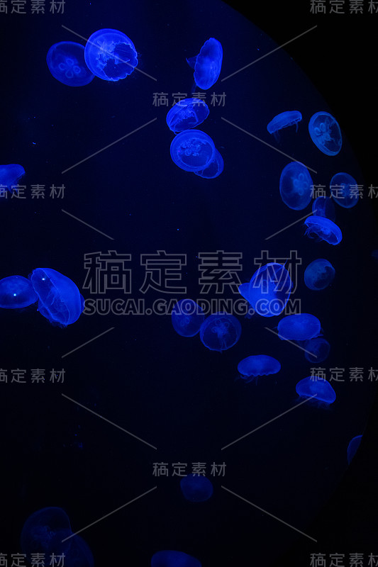 迪拜水族馆的水母