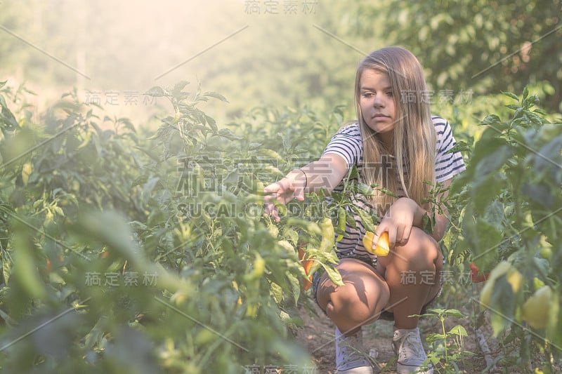 少年拿起红辣椒