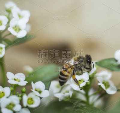 蜜蜂在爱丽丝花上，