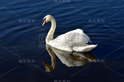 碧水里的白天鹅