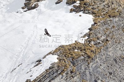一只金雕在远处翱翔，背景是瑞士的阿尔卑斯山。