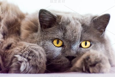 一个灰色的英国长毛猫黄色眼睛的特写