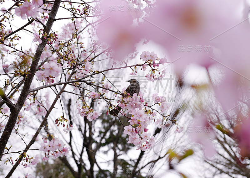 樱花