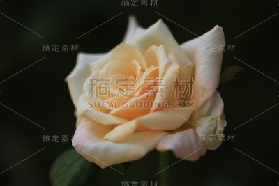 白玫瑰