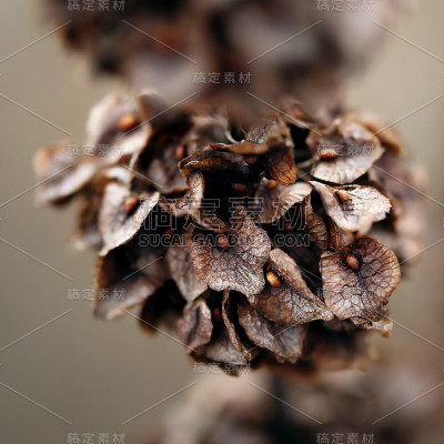 干燥的植物在冬天的白雪皑皑的背景下微距生长