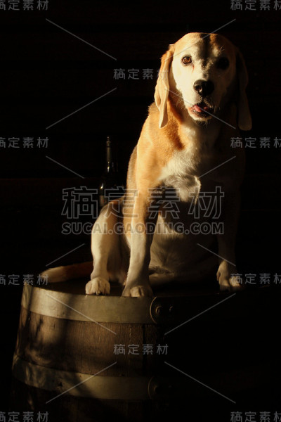 小猎犬在桶上