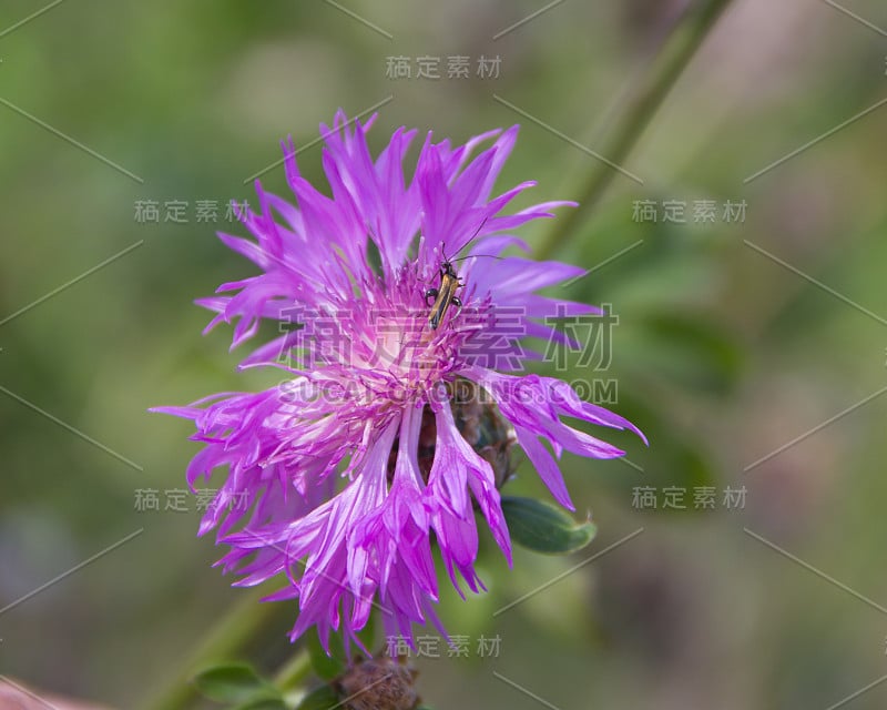 安伯尔河上的兵甲虫(斑蝥科)