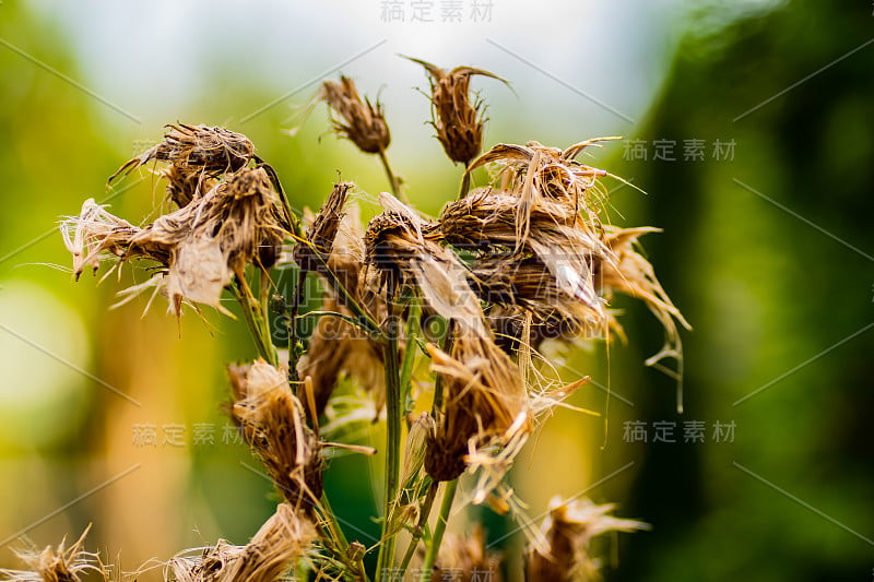 植物上昆虫的微距摄影