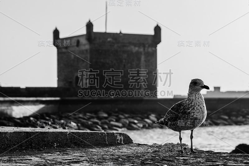 摩洛哥，埃索维拉海岸的海鸥。