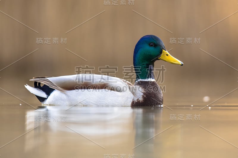 雄性野生野鸭游泳