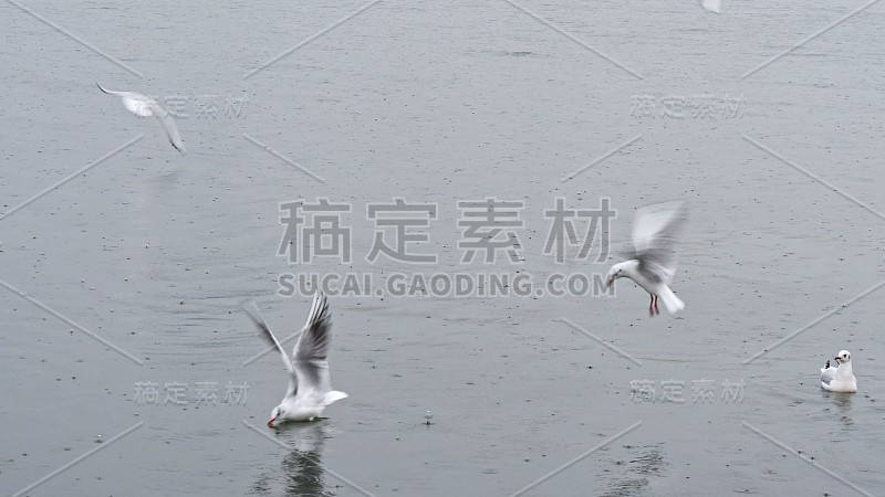 伊兹密尔市，海鸥在雨天飞过爱琴海，带着雨滴