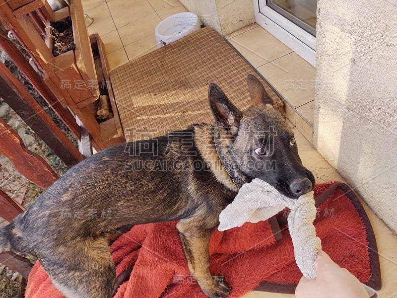 德国牧羊犬幼小的小狗与人的手玩耍。