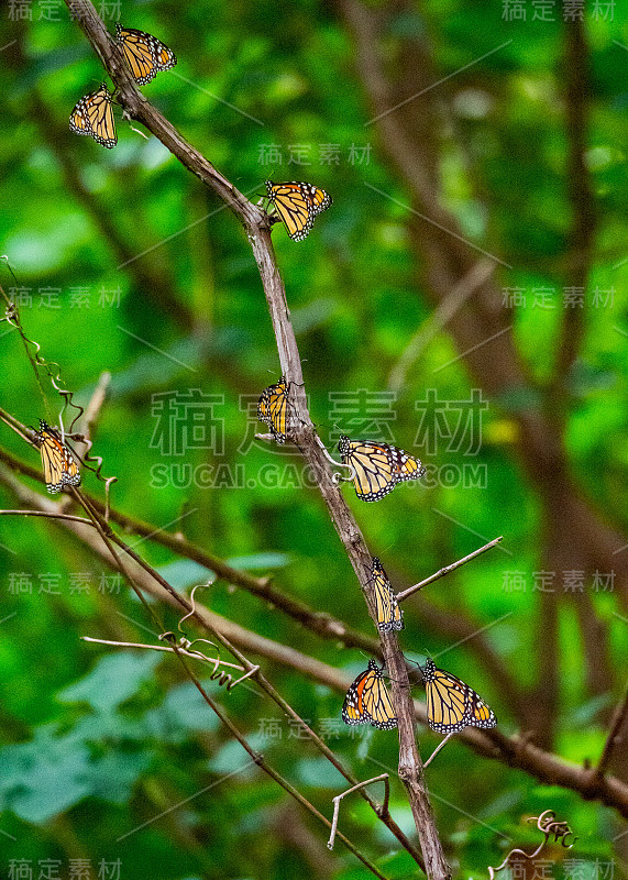 帝王蝶在迁徙期间休息