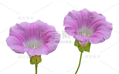 花的旋花类