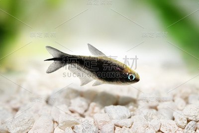 黑帝四鳃热带水族鱼霓虹四鳃