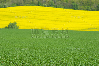 油菜