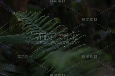 一片满是晨露的叶子