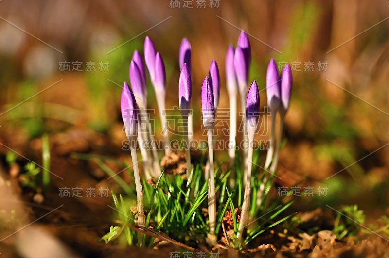 春天的花。美丽的特写花与丰富多彩的自然背景和太阳。番红花(番红花)